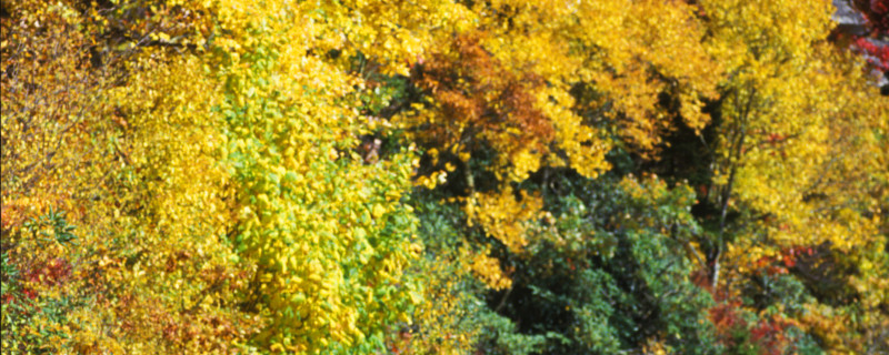 Motorcyclist Driving with Fall Color Behind