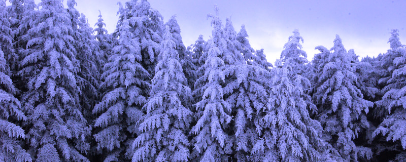 Mountain Trees Covered in Snow